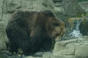 Brown bear on exhibit.