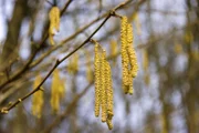 Die Hasel hat viele Gesichter: Mal gelbe Blütenpracht im Frühjahr, mal grüner Strauch im Sommer oder mal die braune Nuss im Herbst.