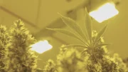 Kultur unter Natriumdampflicht: Hersteller von medizinalem Cannabis zeigen heute, wie der "Freizeithanf" von morgen unter kontrollierten Bedingungen angebaut werden kann.