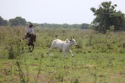 Menschen verändern das Pantanal vor allem durch die Landwirtschaft.