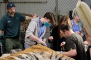 Amur tiger getting a dental procedure.