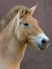 Przewalski's horse.