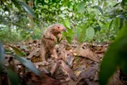 Taiwanesischer Pangolin