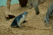 Little penguin on exhibit.