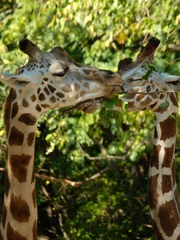 Giraffe introduction.