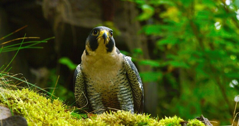 Hudson River - Der Fluss zwischen Wildnis und Skyline (USA, 2021)