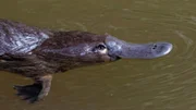 Schnabeltier im Wasser.