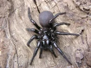 Die Sydney-Trichternetzspinne gehört zu den giftigsten Spinnen und gefährlichsten Landtiere der Welt.