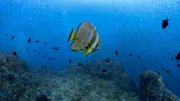 Der silberne Fledermausfisch ist ständig hungrig und frisst praktisch ohne Pause. Sein bevorzugter Lebensraum sind die nahrungsreichen Strömungen an den Küsten Balis.