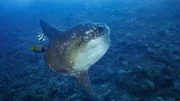 Der Mondfisch ist einer der größten Knochenfische des Planeten. Er kann über drei Meter lang, fast ebenso hoch und mehr als zwei Tonnen schwer werden.
