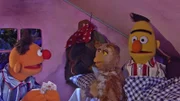 Ernie (l.) kann zu Berts (r.) Überraschung mit Eulen sprechen.
