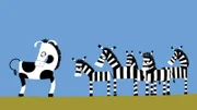 Das Zebra merkt, dass es beobachtet wird.