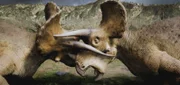 Triceratops kämpfen.