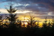 Kielder Forest in Northumberland, England  +++