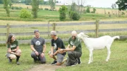Dan meeting with members of the Iowa Farm Sanctuary rescue accompanied by goat Steve.
