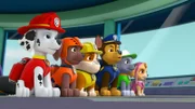 L-R: Marshall, Zuma, Rubble, Chase, Rocky, Skye