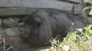 An American Guinea hog found at a recent Barn Sanctuary rescue location.
