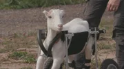 Goat rescue Lola in her newly and custom made mobility cart