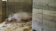 A sleepy mama pig from a recent North Carolina pig rescue.