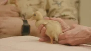 Baby duckling Jill gets examined by bird veterinarian Dr. O.