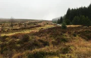 Moorland im Kielder Forest in Northumberland, England  +++