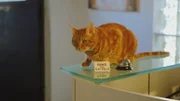 Cat is on a counter.