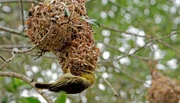Kunstvoll flechten die Webervögel ihre Nester aus Grashalmen