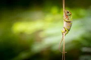 Kirindy Forest chameleon, Madagascar. This fully grown female, the length of a human finger, is using a thin vine to travel from one branch to another. Chameleons have unique pincer-like feet, specially adapted for gripping branches. Their five toes can spread 180 degrees, with two pointing in one direction and three in the other.