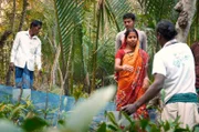 In speziellen Baumschulen werden in Bangladesch Mangroven für die Aufforstung gezüchtet.