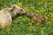 Das Familienleben der Braunbären in den Gebirgen Zentralasiens ist noch nie vorher gefilmt worden. Die Tien Shan-Berge oder "Himmelsberge" sind in vielen Teilen noch eine schwer zugängliche Wildnis. - Zwei Jahre wandern die Braunbär-Jungen mit ihrer Mutter durch die Wildnis und lernen von ihr.