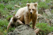 Braunbärin mit ihrem Jungen.