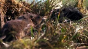 Many water voles in Scotland have much darker fur than the light brown variety more often seen in southern England, as they have different ancestors.