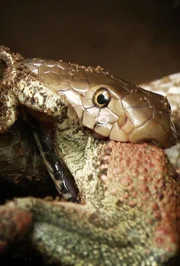 Snake swallows a frog as it tries to escape.