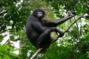 Die Bonobos leben in den tropischen Regenwäldern nahe des Kongo. Der Fluss grenzt sie auch von ihren Verwandten ab, den Schimpansen.