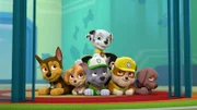 L-R: Chase, Skye, Rocky, Marshall, Rubble, Zuma