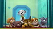 L-R: Skye, Zuma, Marshall, Chase, Rubble, Rocky