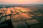 In Bangladesch wurden für die Garnelenzucht viele Mangrovenwälder abgeholzt, dabei können Mangroven besonders viel CO2 speichern.