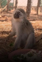 Meerkatzen-Waisen Theo