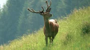 Hirsch.