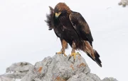 Adler.
