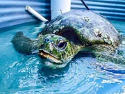 Eine alte Schildkraete kann sich in Cairns erholen