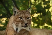 der Luchs, Lynx