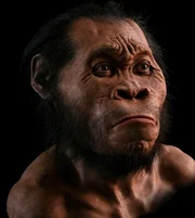 Eine Rekonstruktion des Kopfes von Homo naledi durch den Paläo-Künstler John Gurche.