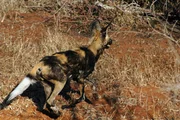 ein wildhund