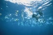 Plastikmüll treibt an der Wasseroberfläche des Meeres.