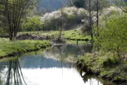 Die Lauterach. Eine Landschaft, bei der man ins Träumen gerät: malerische Flusstäler, duftende Wacholderheiden, bunte Blumenwiesen, schattige Wälder, geheimnisvolle Höhlen, beeindruckende Fels-Riesen und der Duft von Thymian und Salbei. Eine Szenerie, die einen gedanklich in südlichere, mediterrane Gefilde katapultiert, in die Toskana oder die Provence. Doch diese Toskana liegt in Ostbayern: der Bayerische Jura, ein Eldorado für Pflanzen und Tiere.