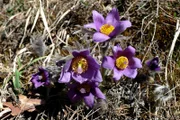Küchenschelle im Lauterachtal. Eine Landschaft, bei der man ins Träumen gerät: malerische Flusstäler, duftende Wacholderheiden, bunte Blumenwiesen, schattige Wälder, geheimnisvolle Höhlen, beeindruckende Fels-Riesen und der Duft von Thymian und Salbei. Eine Szenerie, die einen gedanklich in südlichere, mediterrane Gefilde katapultiert, in die Toskana oder die Provence. Doch diese Toskana liegt in Ostbayern: der Bayerische Jura, ein Eldorado für Pflanzen und Tiere.