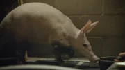 Aardvarks.