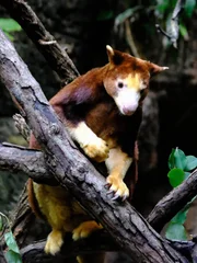 Tree Kangaroo on Exhibit.