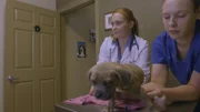 Hannah at the vet.